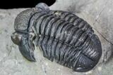 Gerastos Trilobite Fossil - Morocco #105157-4